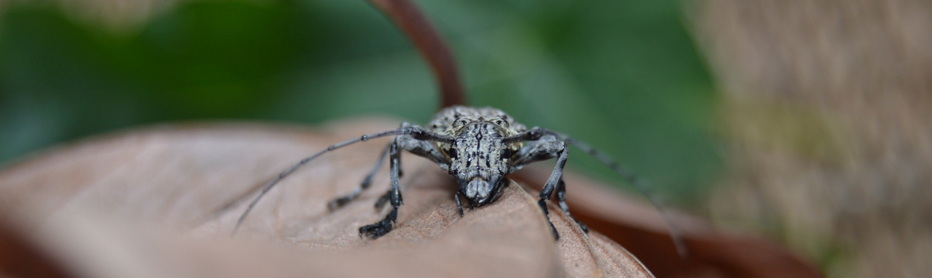 Diego de S. Souza — fieldwork