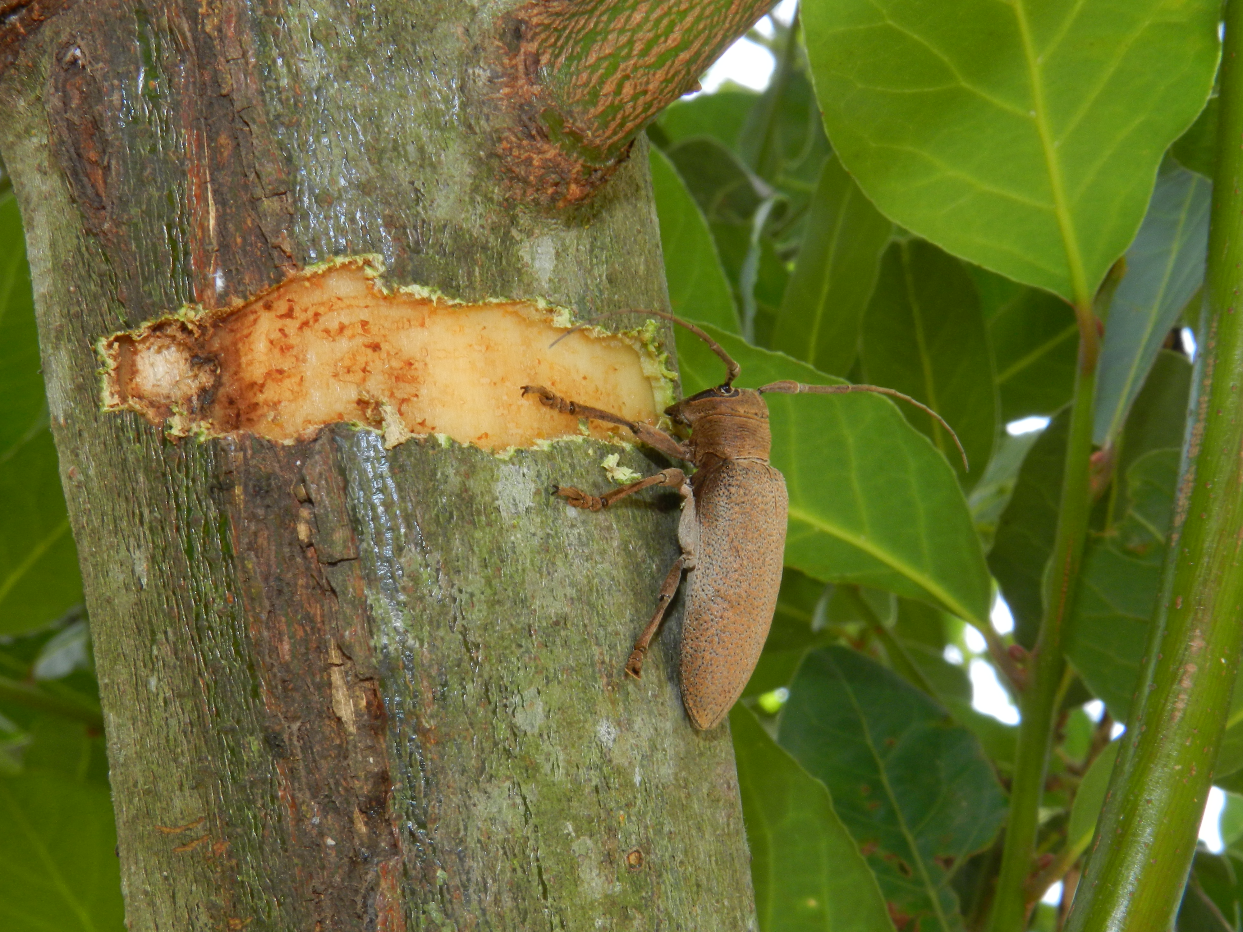 Girdling in action by Oncideres sp.