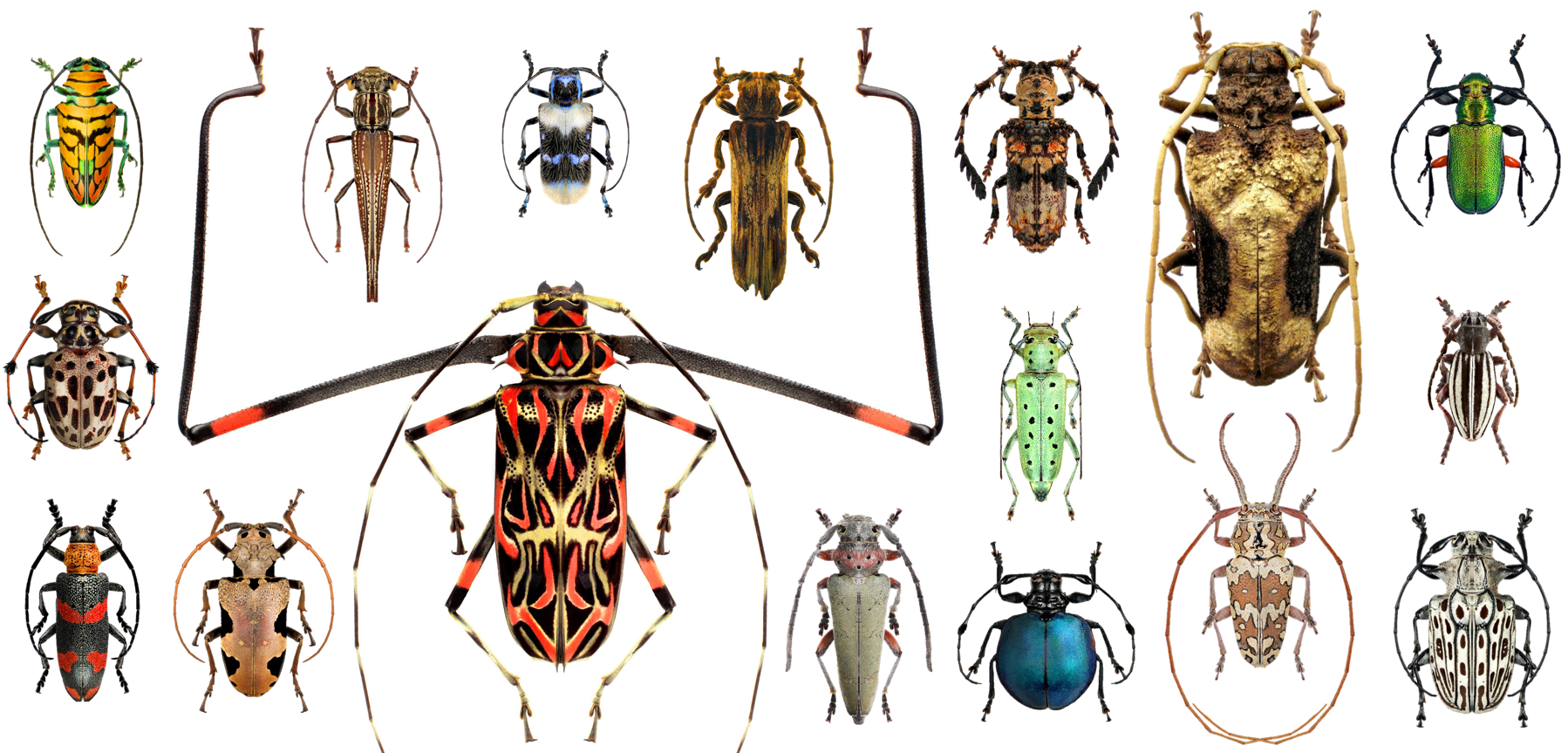 Examples of Lamiinae diversity