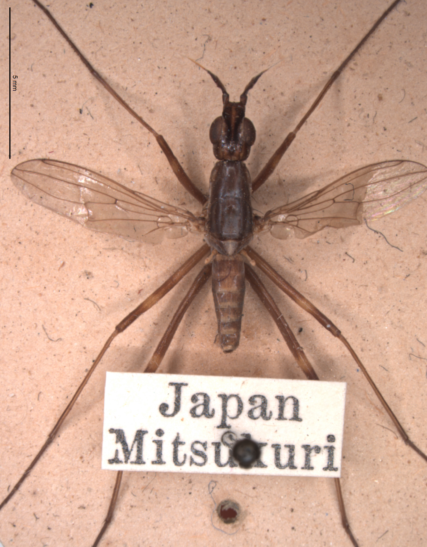 Nipponerius, a neriid fly