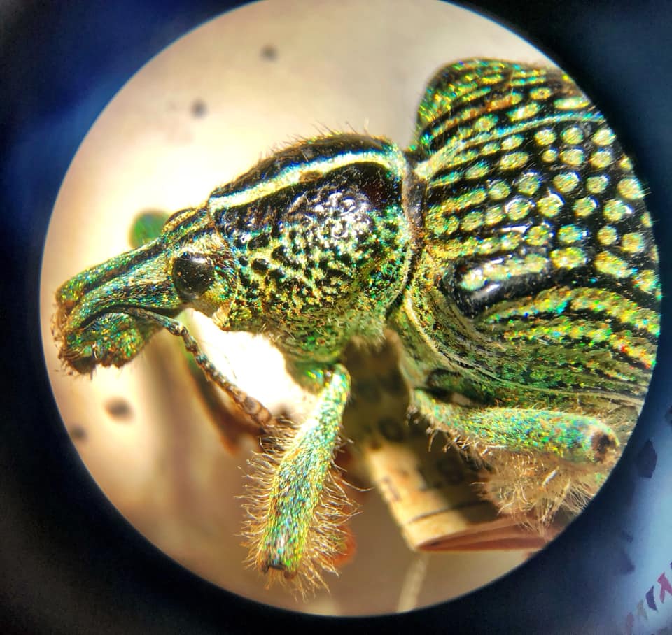 Entimus imperialis