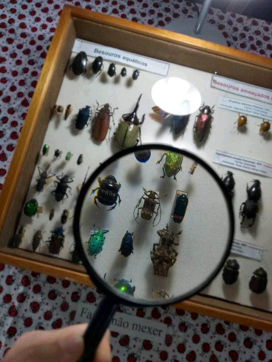 Learning about beetles workshop, MNRJ