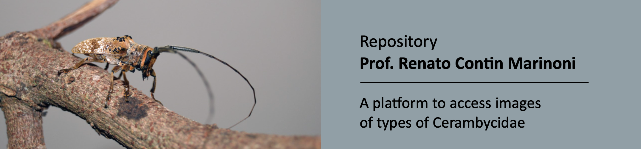 Repository Prof. Renato Contin Marinoni
