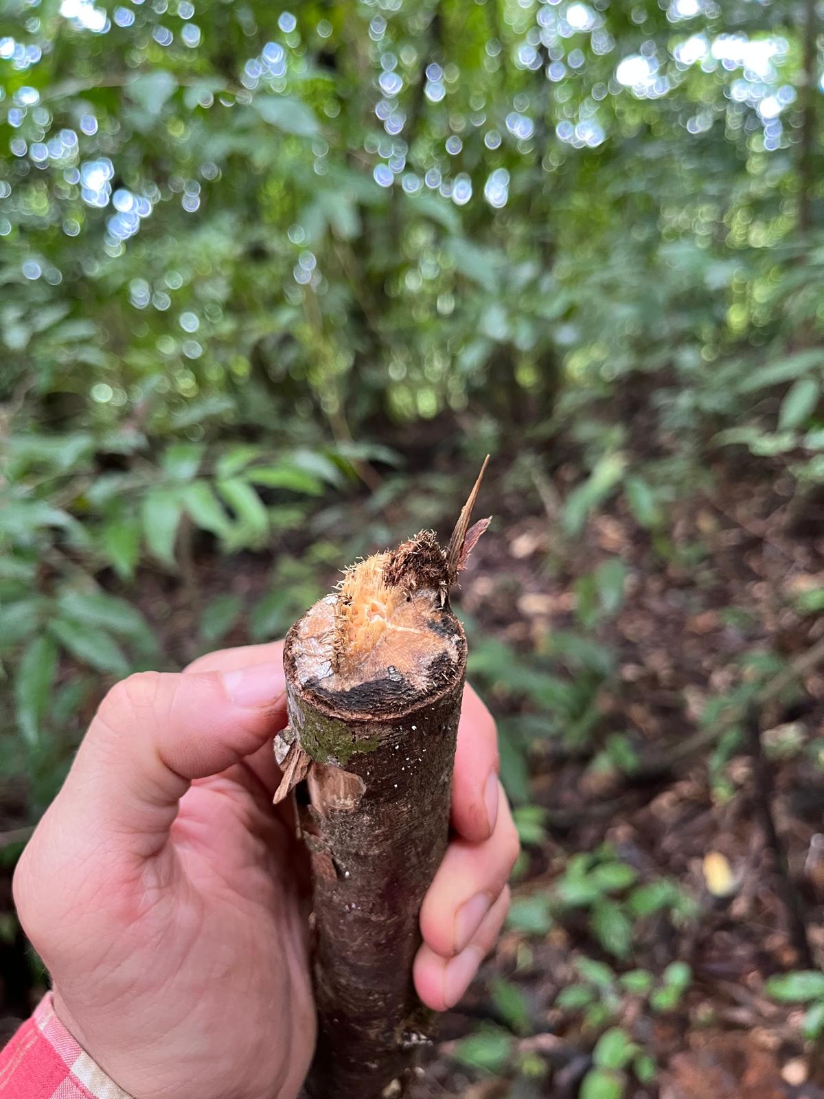 Twig girdled by Oncideres impluviata