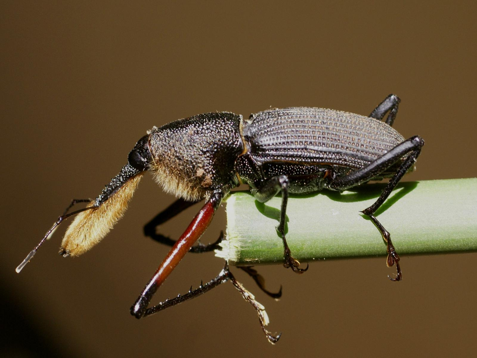 Bottlebrush weevil, Rhinostomus barbirostris